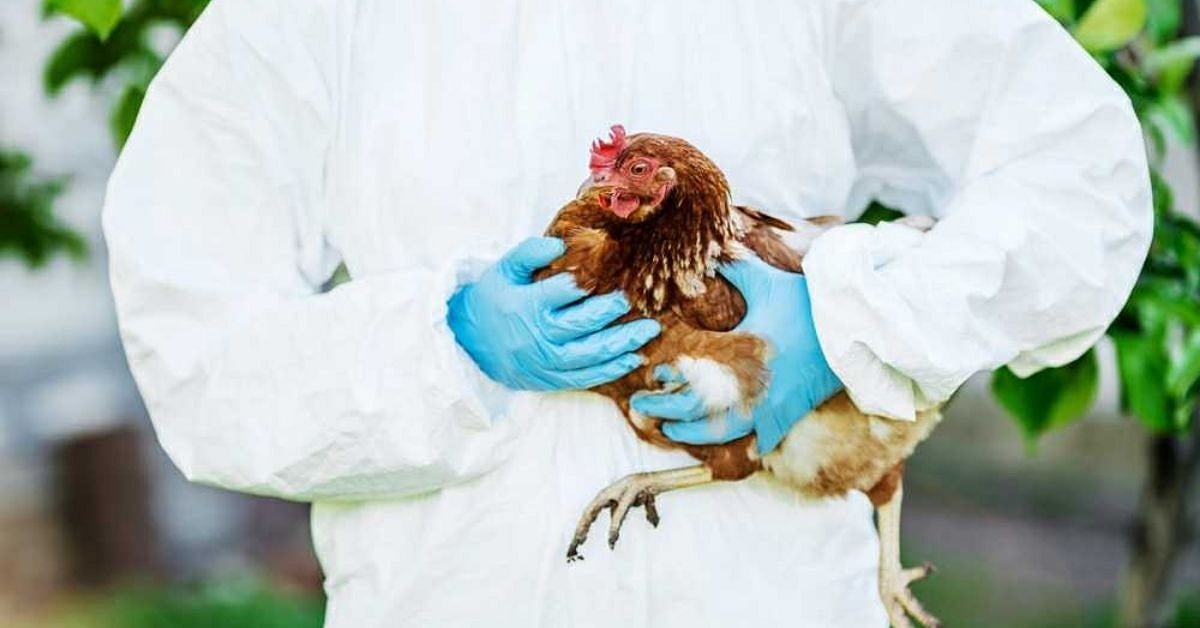 ĐỀ CAO CẢNH GIÁC NHIỄM CÚM A(H5N8) TỪ GIA CẦM SANG NGƯỜI